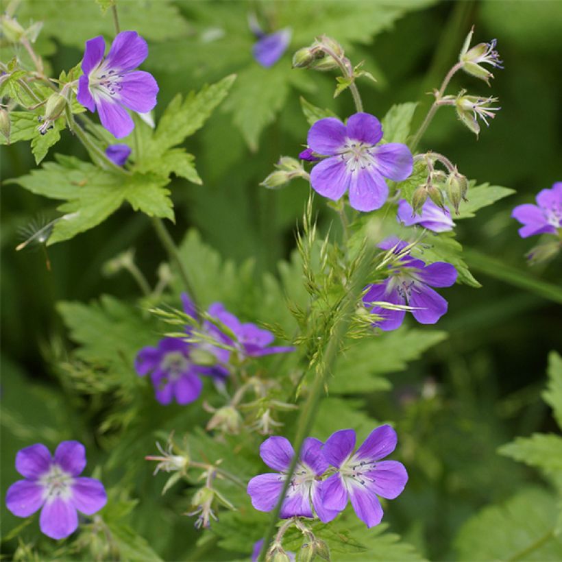 Geranium sylvaticum Birch Lilac - Wald-Storchschnabel (Blüte)