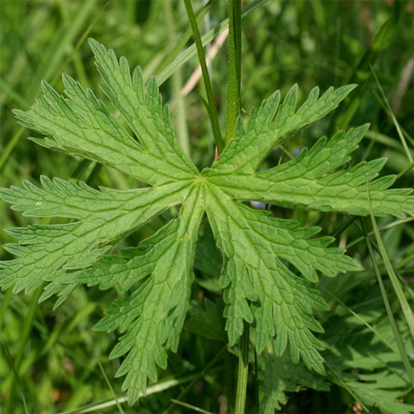 Geranium sylvaticum Bridget Lion - Wald-Storchschnabel (Laub)