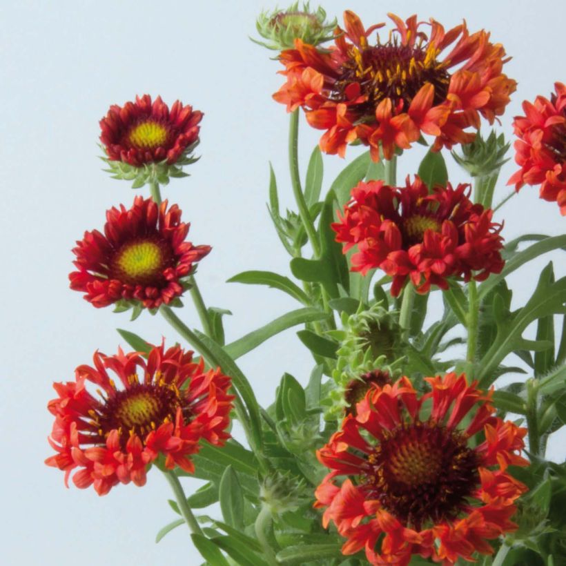 Kokardenblume Fanfare Blaze - Gaillardia (Blüte)