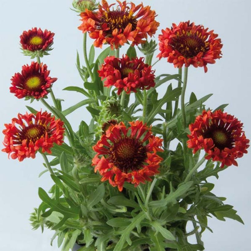 Kokardenblume Fanfare Blaze - Gaillardia (Hafen)