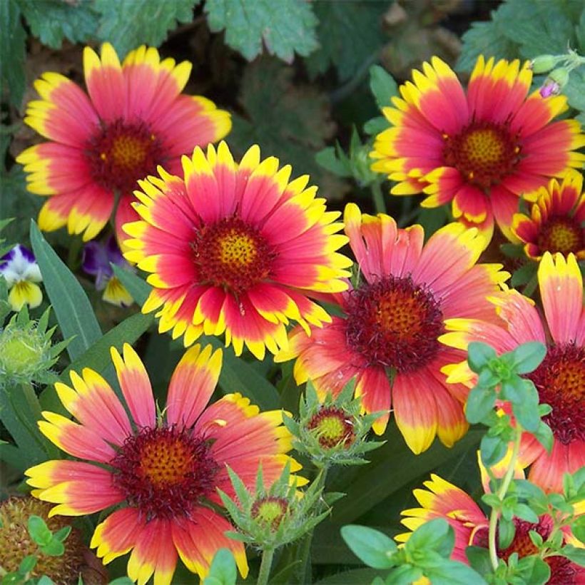 Kokardenblume Lutin - Gaillardia (Blüte)