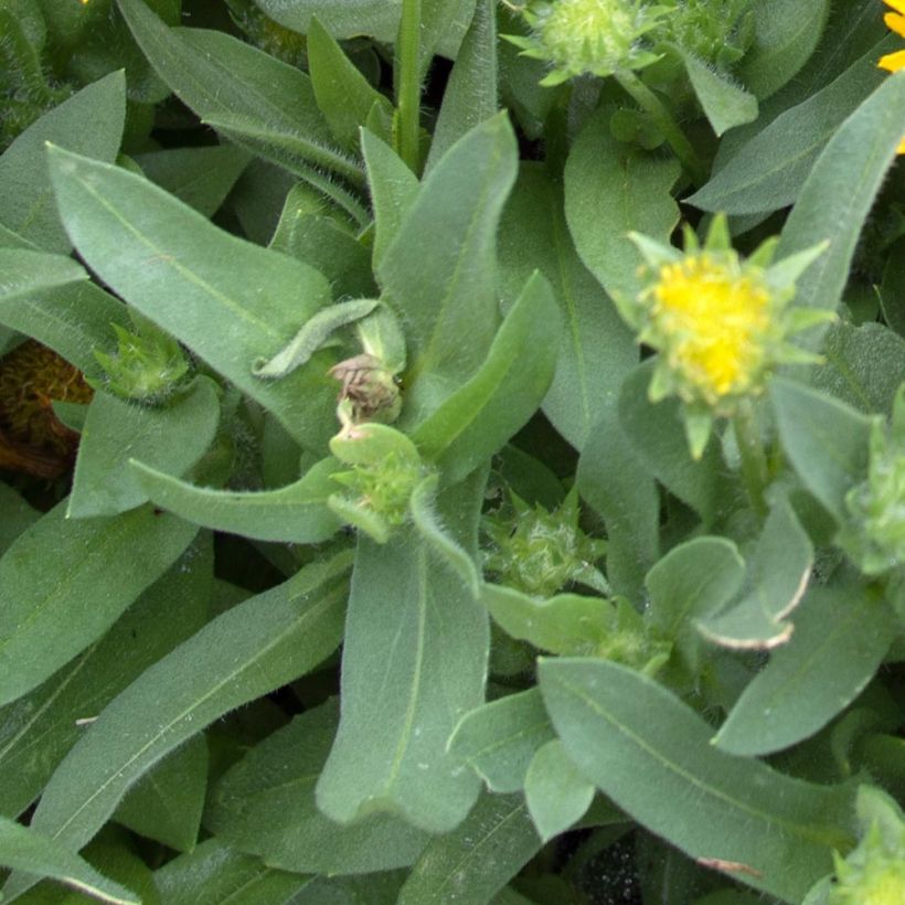 Kokardenblume Mesa Yellow - Gaillardia grandiflora (Laub)