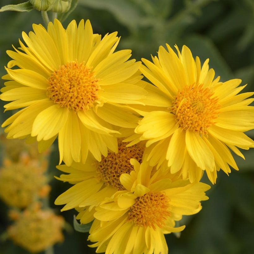 Kokardenblume Mesa Yellow - Gaillardia grandiflora (Blüte)