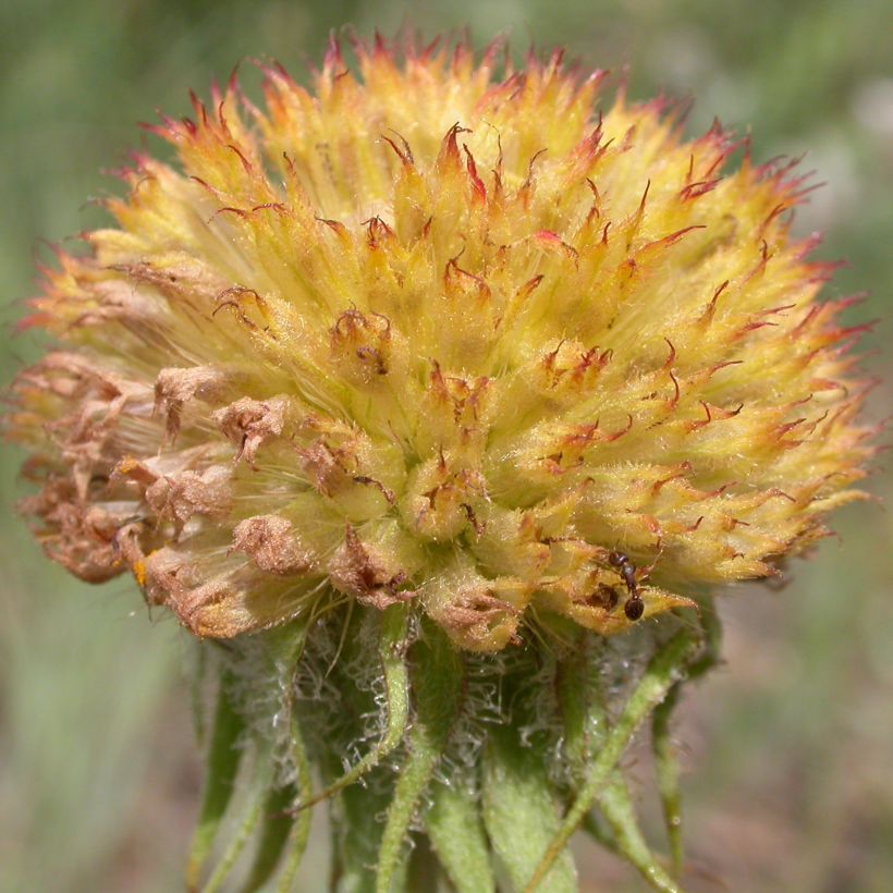 Kokardenblume Maxima Aurea - Gaillardia aristata (Ernte)