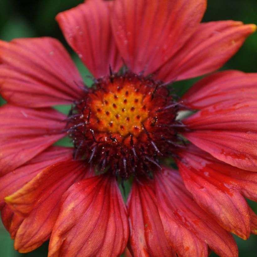 Kokardenblume Burgunder - Gaillardia grandiflora (Blüte)