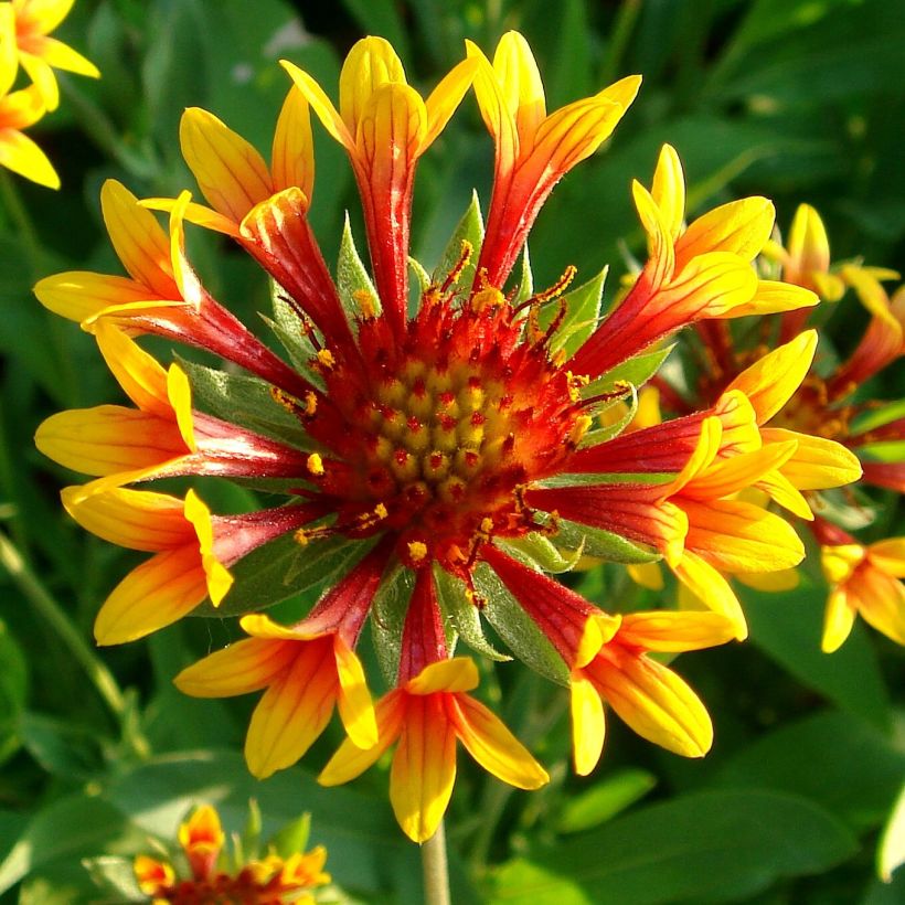 Kokardenblume Fanfare - Gaillardia grandiflora (Blüte)