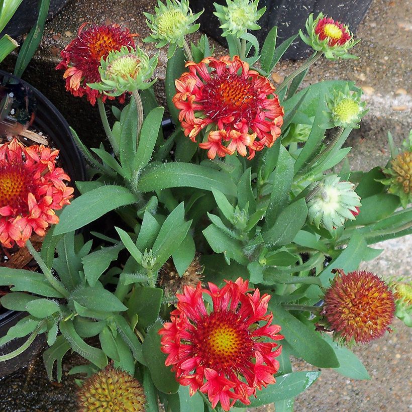 Kokardenblume Fanfare - Gaillardia grandiflora (Hafen)