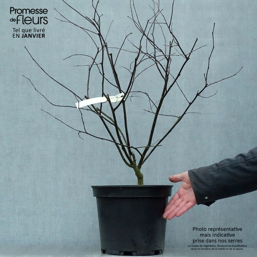 Exemplar von Gainier du Canada - Cercis canadensis Red Force en pot de 7,5/10L wie im Winter geliefert