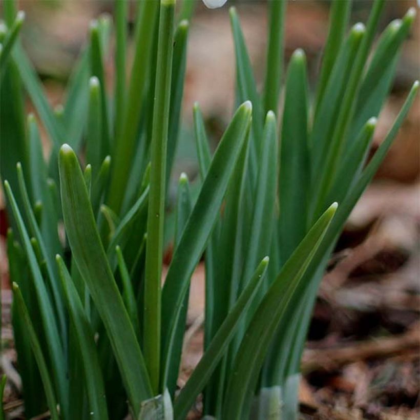 Galanthus nivalis - Schneeglöckchen (Laub)