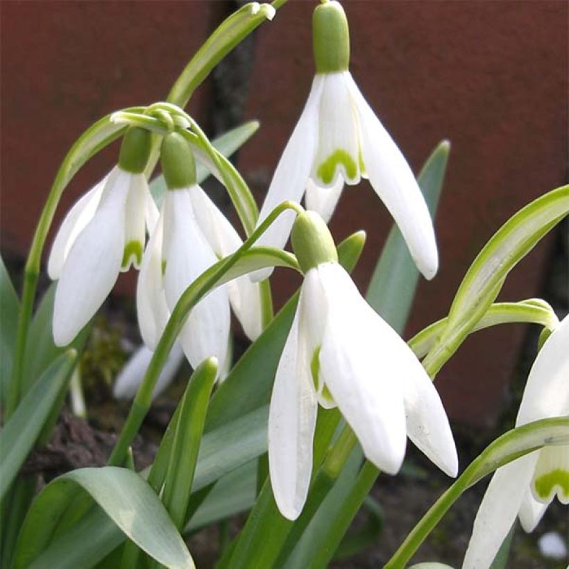 Galanthus nivalis - Schneeglöckchen (Blüte)