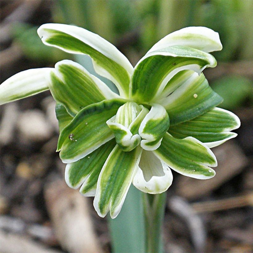 Galanthus nivalis f. pleniflorus Blewbury Tart - Schneeglöckchen (Blüte)