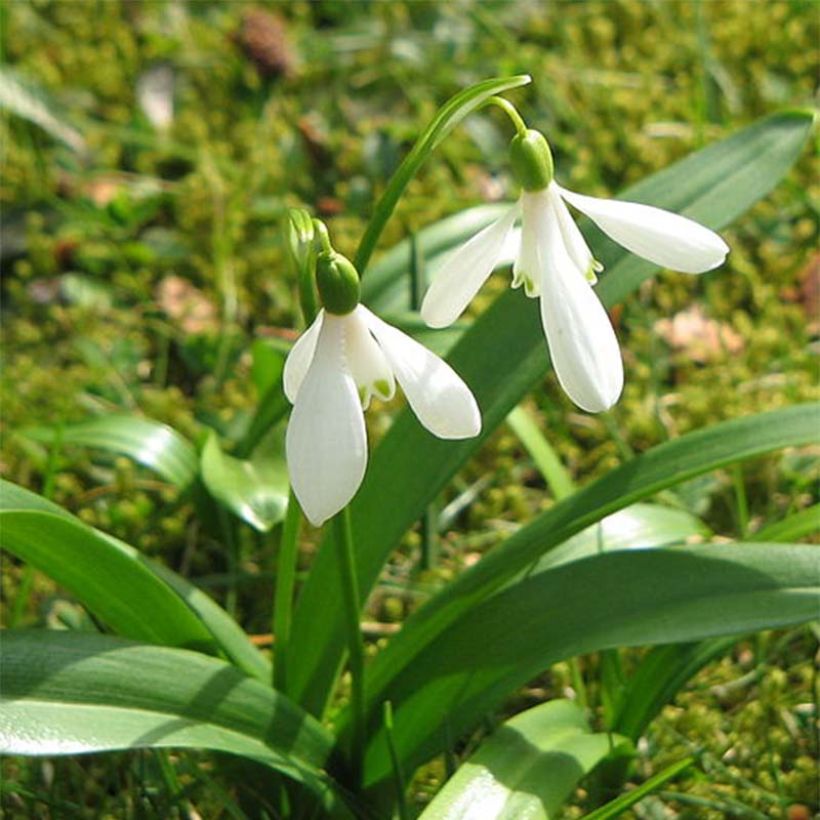 Galanthus woronowii - Woronow-Schneeglöckchen (Blüte)