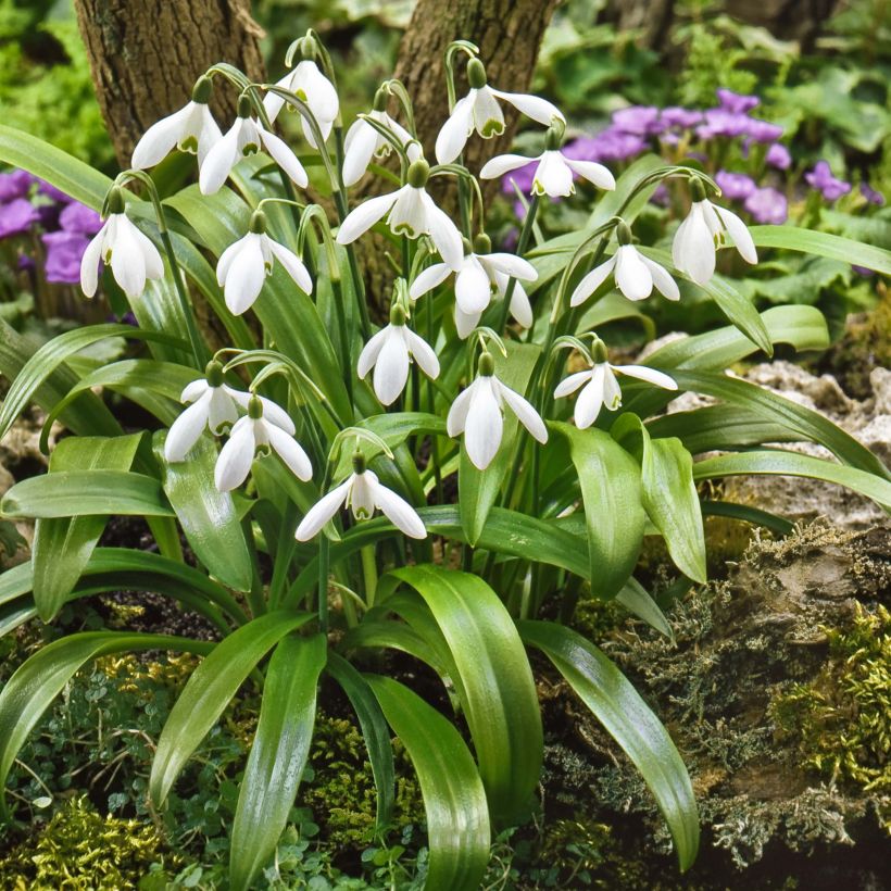 Galanthus woronowii - Woronow-Schneeglöckchen (Hafen)