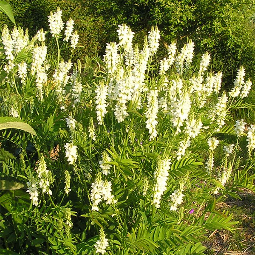 Galega hartlandii Alba - Weiße Geißraute (Blüte)