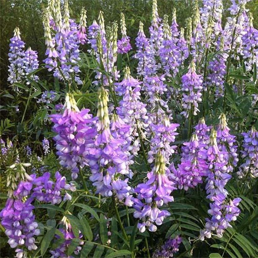 Galega hartlandii Duchess of Bedford - Weiße Geißraute (Blüte)