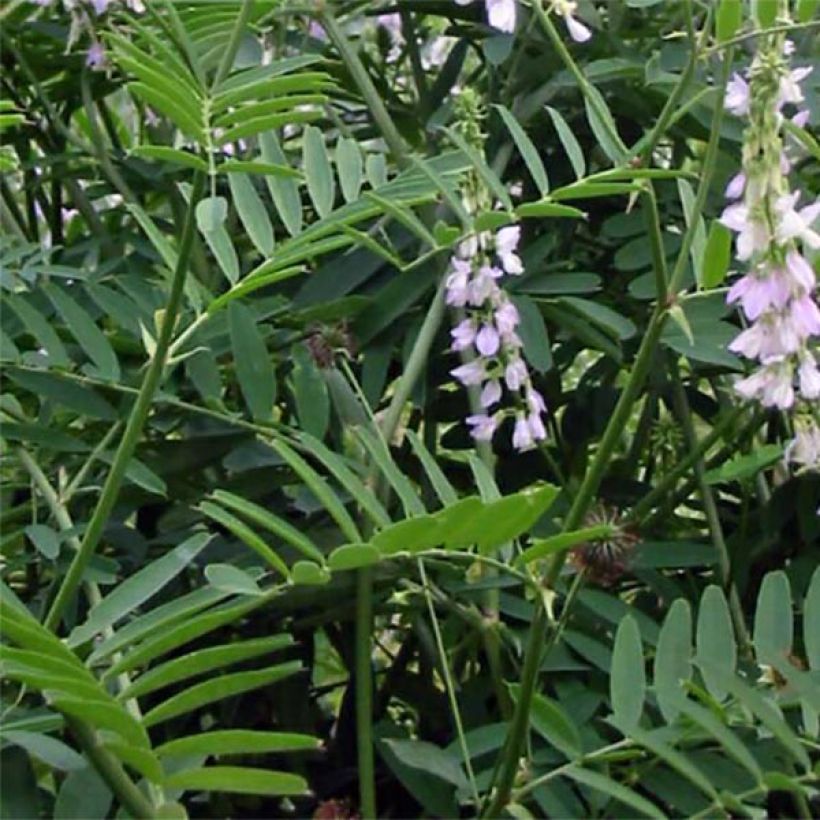 Galega officinalis - Geißraute (Laub)