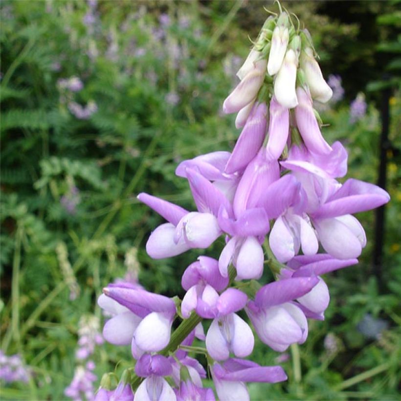 Galega officinalis - Geißraute (Blüte)