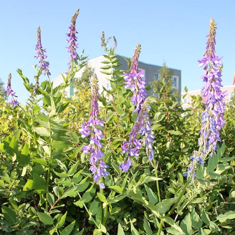 Galega orientalis - Kaukasische Geißraute (Blüte)