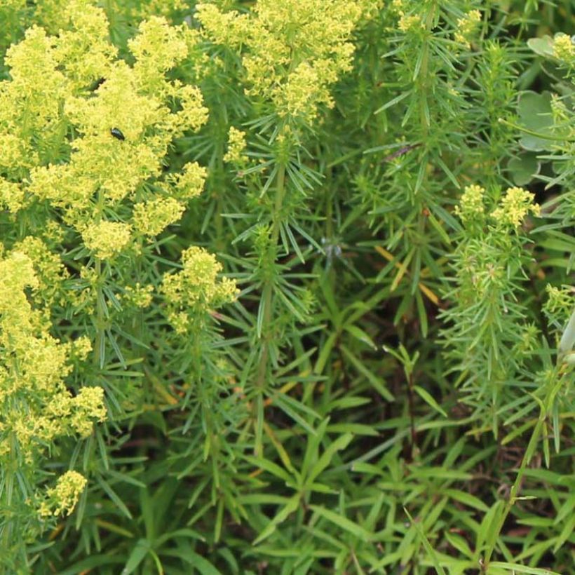 Galium verum - Echtes Labkraut (Laub)