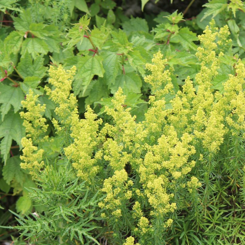 Galium verum - Echtes Labkraut (Hafen)