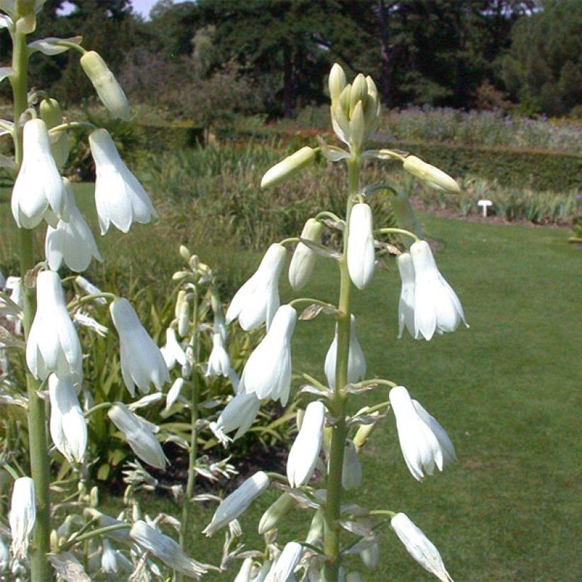 Galtonia viridiflora - Grünliche Sommerhyazinthe (Blüte)