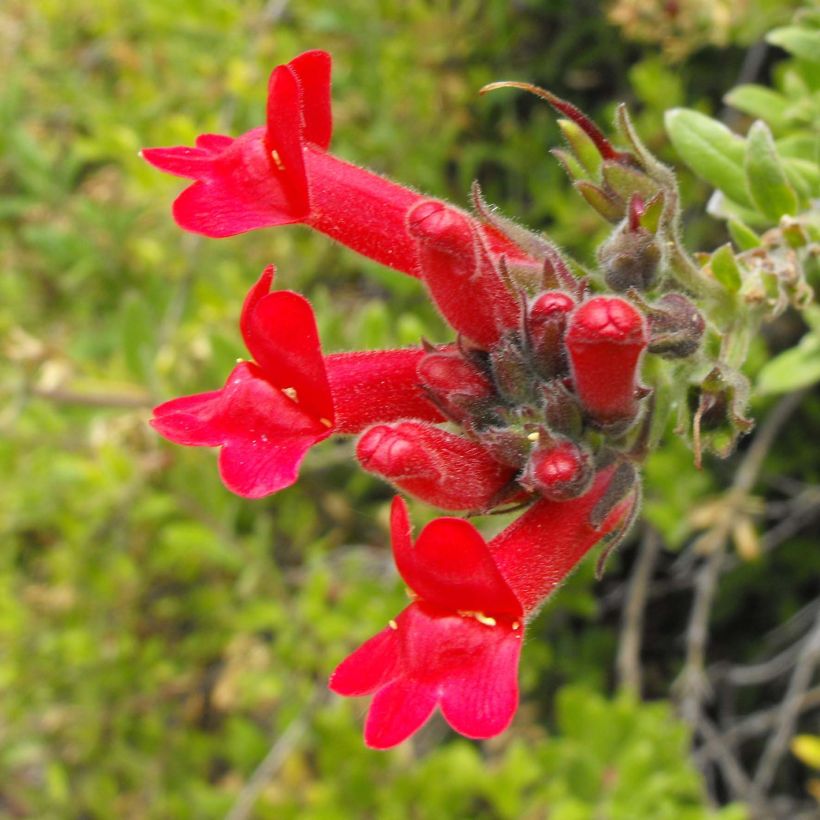 Galvezia speciosa (Blüte)