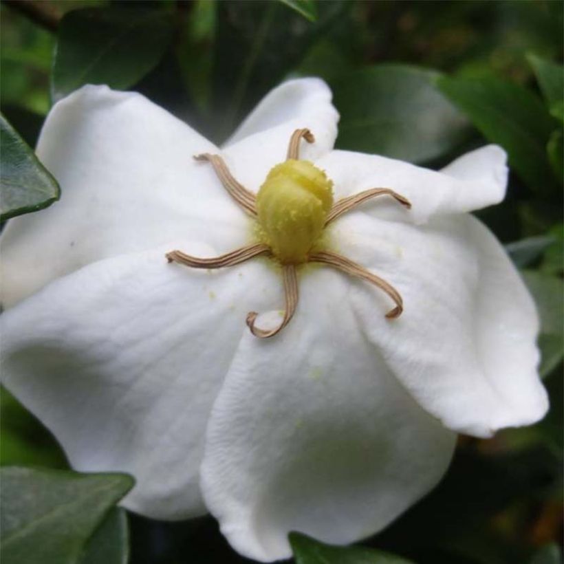 Gardenie Sweetheart - Gardenia jasminoides (Blüte)