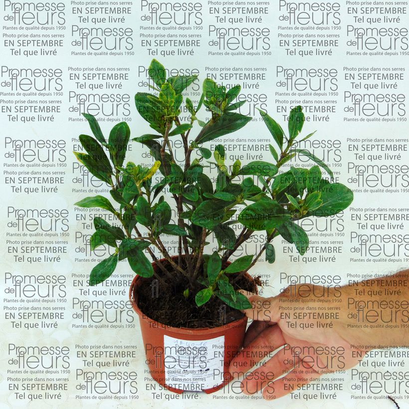 Beispiel eines Exemplars von Gardenia jasminoides Crown Jewel - Jasmin du Cap pot de 1,3L wie geliefert