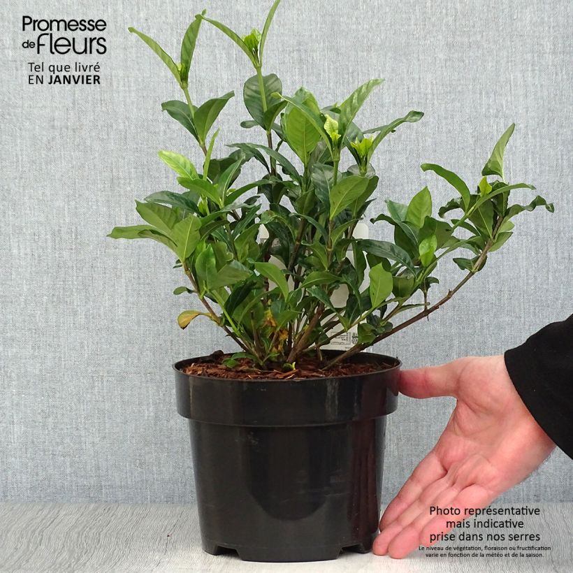 Exemplar von Gardenia jasminoides Double Diamonds Pot de 3/4L wie im Winter geliefert