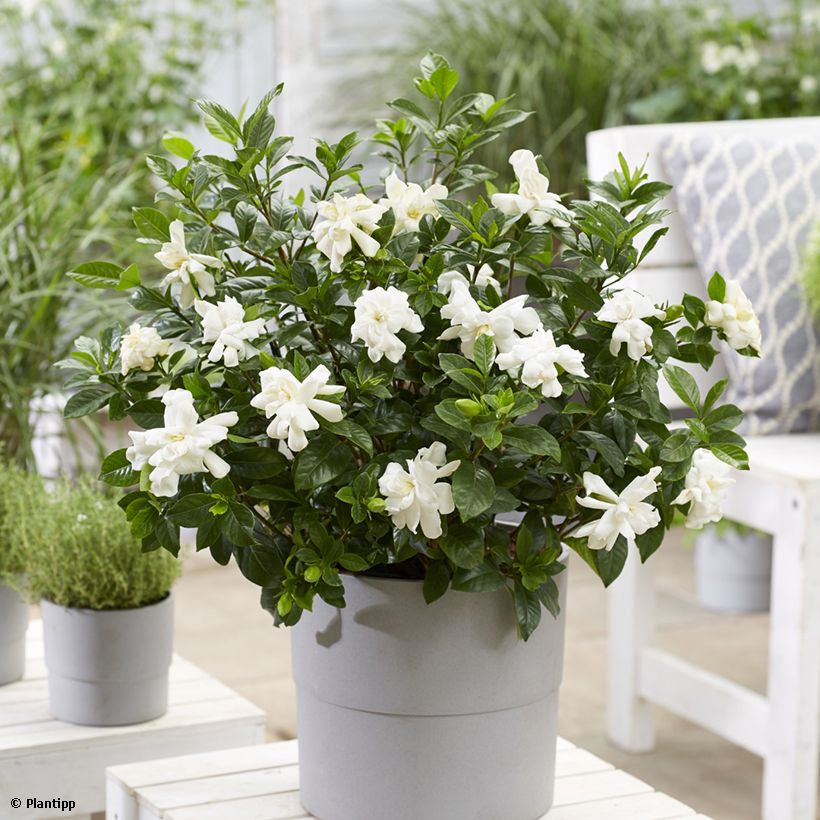 Gardenie Double Diamonds - Gardenia jasminoides (Hafen)