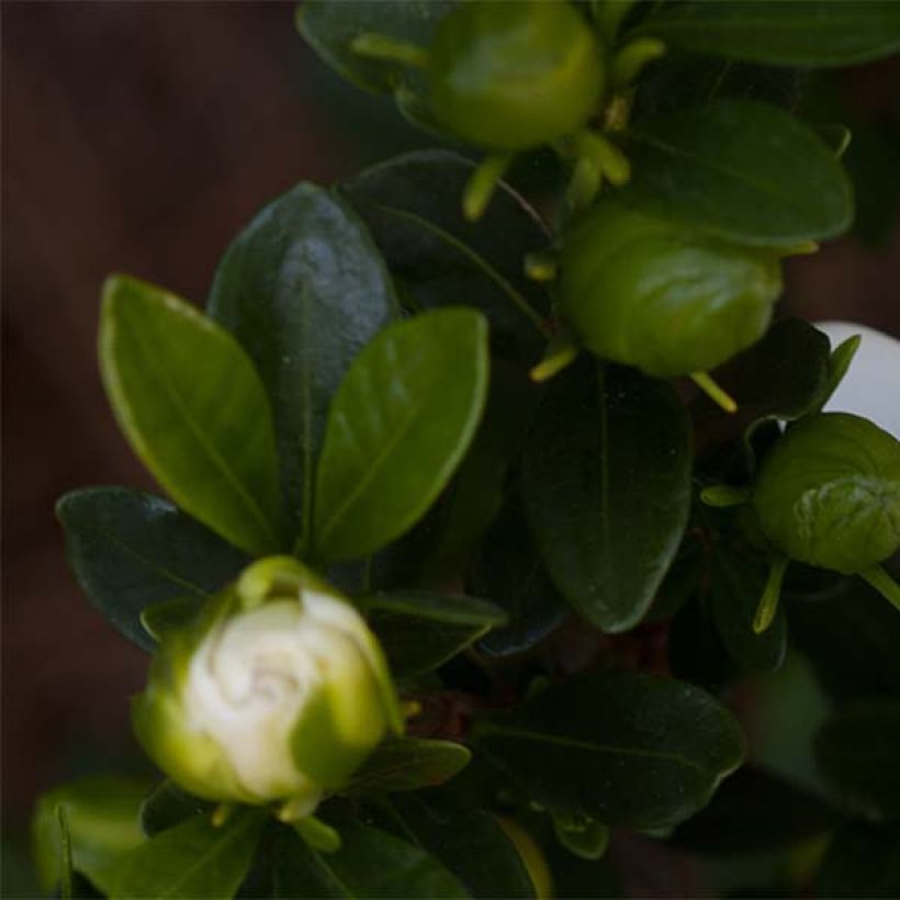 Gardenie Double Mint - Gardenia jasminoides (Laub)