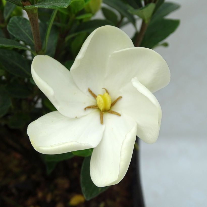 Gardenie Kleim's Hardy - Gardenia jasminoides (Blüte)