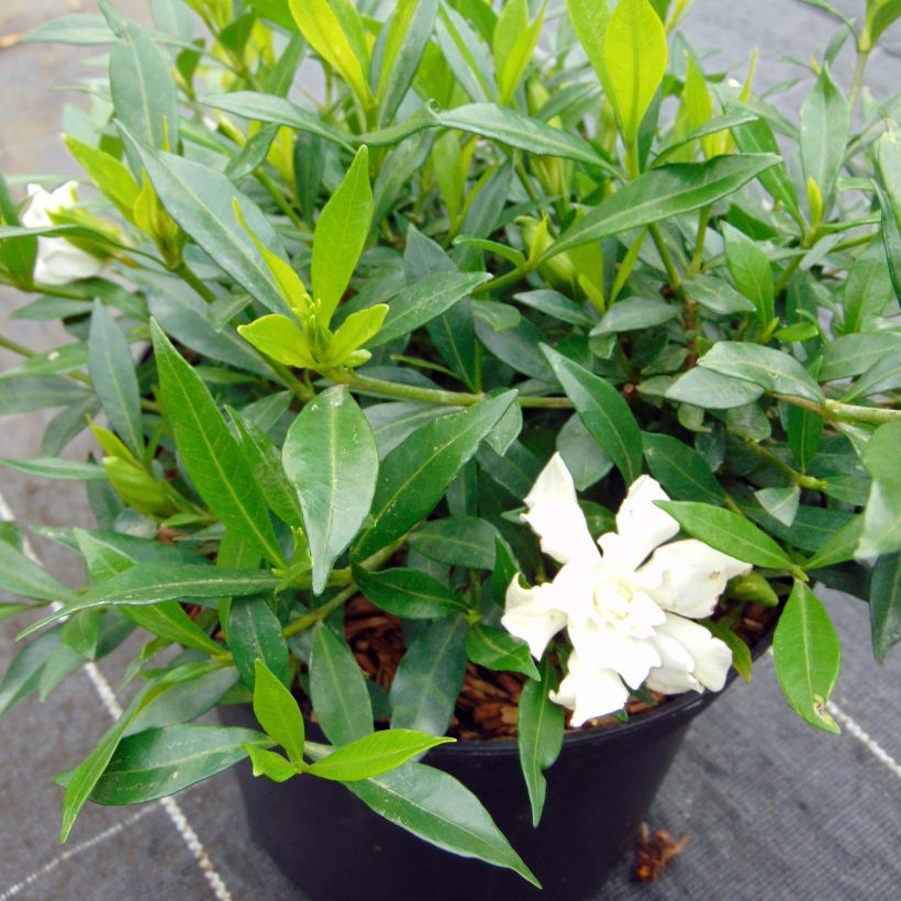 Gardenie Perfumed Petticoats - Gardenia jasminoides (Hafen)