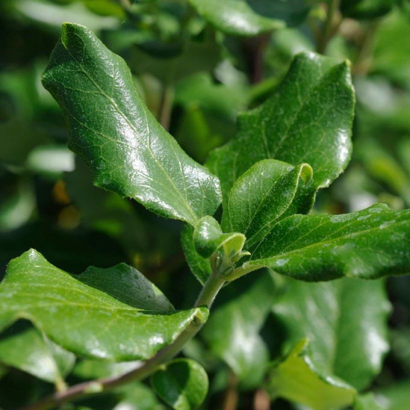 Garrya elliptica James Roof - Spalier-Becherkätzchen (Laub)