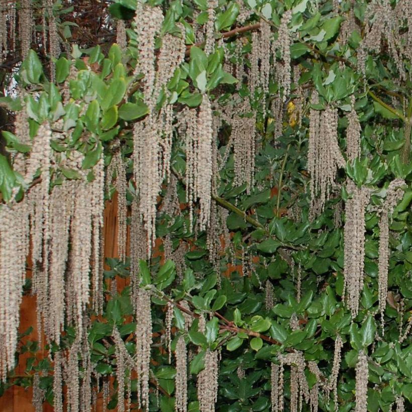 Garrya elliptica James Roof - Spalier-Becherkätzchen (Blüte)