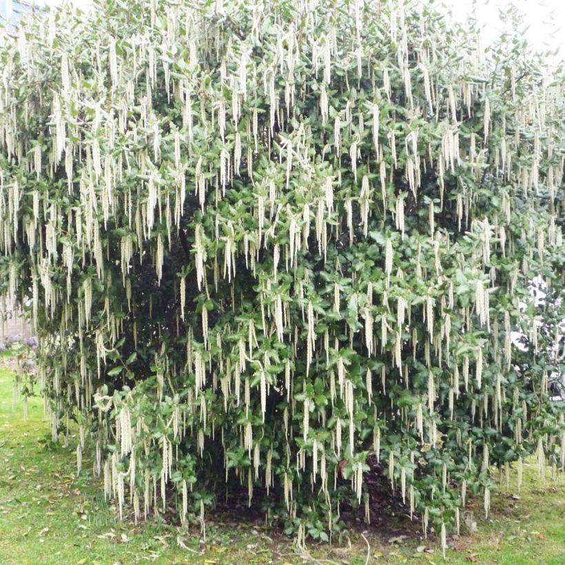 Garrya elliptica James Roof - Spalier-Becherkätzchen (Hafen)