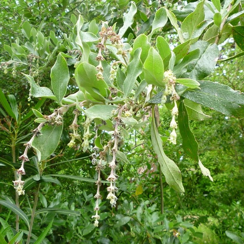 Garrya thuretii - Becherkätzchen (Blüte)