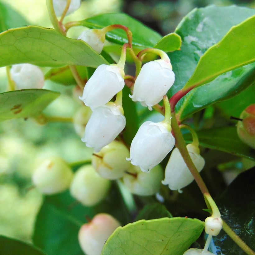 Gaultheria procumbens - Scheinbeere (Blüte)