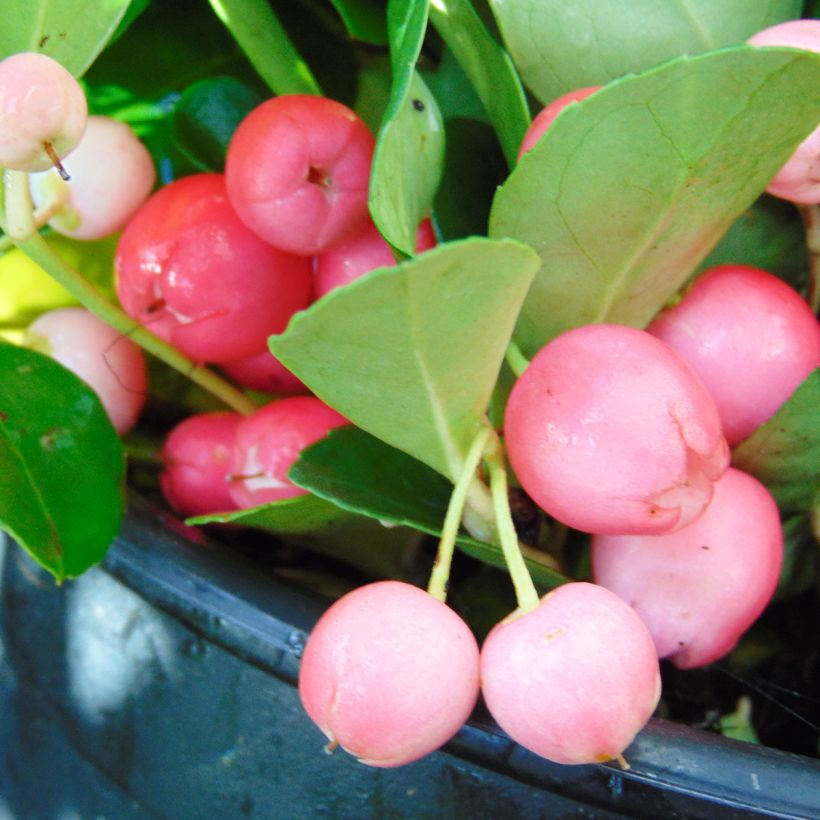 Gaultheria procumbens - Scheinbeere (Ernte)