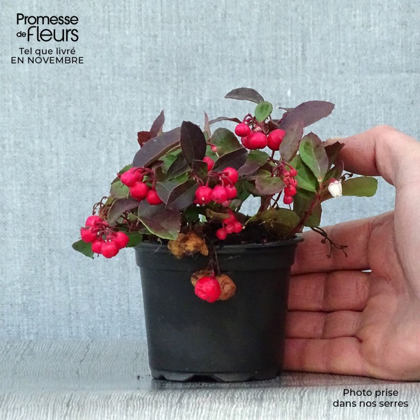 Exemplar von Gaultheria procumbens - Scheinbeere wie im Herbst geliefert