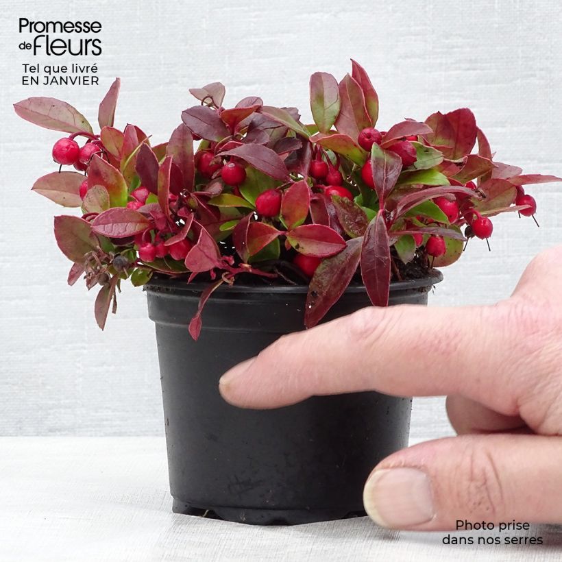 Exemplar von Gaultheria procumbens - Gaulthérie couchée en en pot de 9cm wie im Winter geliefert