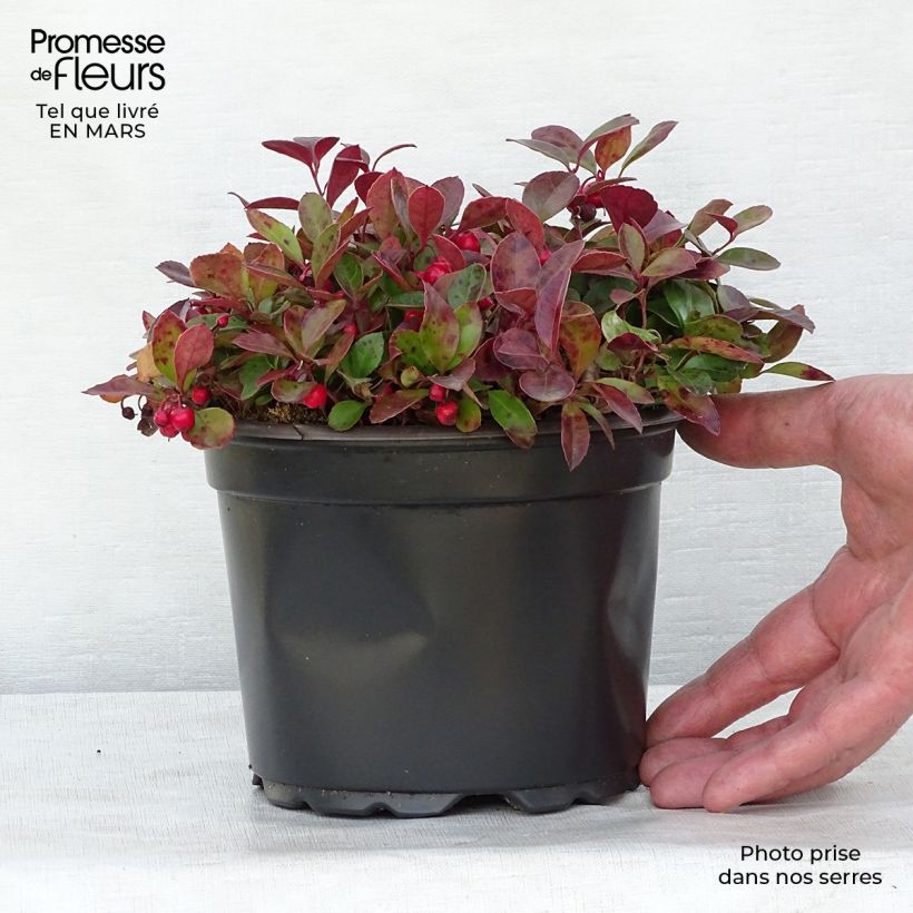 Exemplar von Gaultheria procumbens - Gaulthérie couchée en pot de 2L wie im Winter geliefert