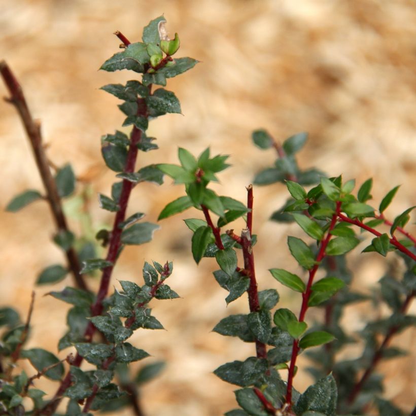 Pernettya mucronata - Torfmyrte (Laub)