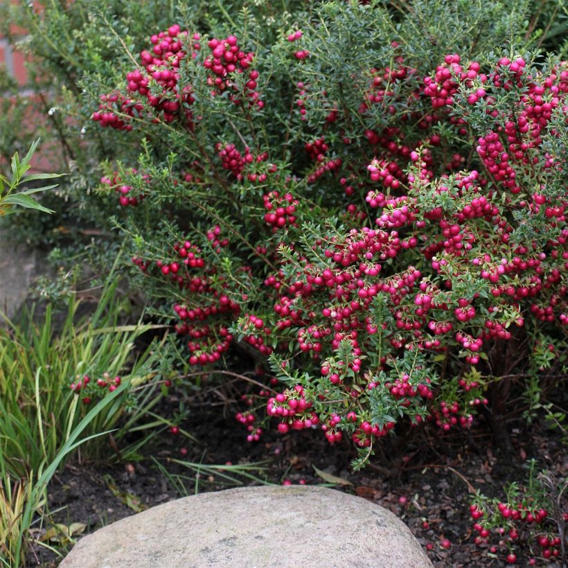 Pernettya mucronata - Torfmyrte (Hafen)