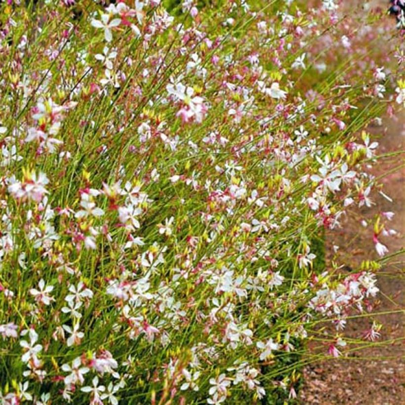 Prachtkerze Snowstorm - Gaura lindheimeri (Hafen)