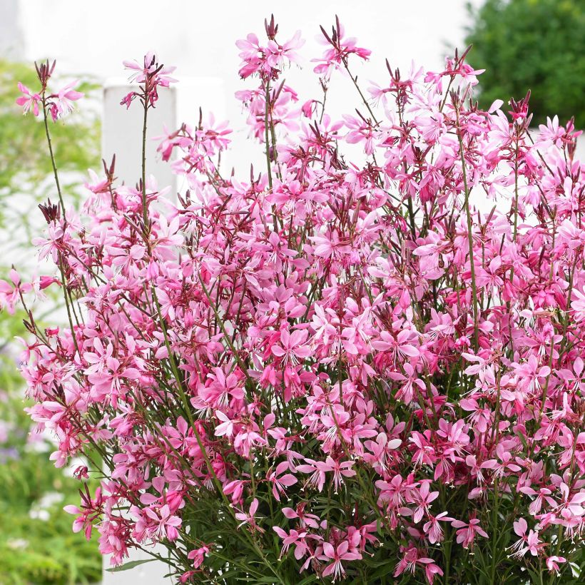 Prachtkerze Baby Butterfly Dark Pink - Gaura lindheimeri (Blüte)