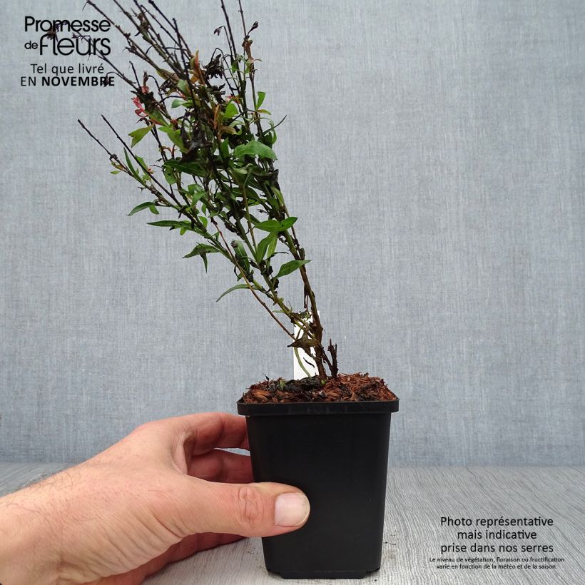 Exemplar von Prachtkerze Baby Butterfly Dark Pink - Gaura lindheimeri wie im Herbst geliefert