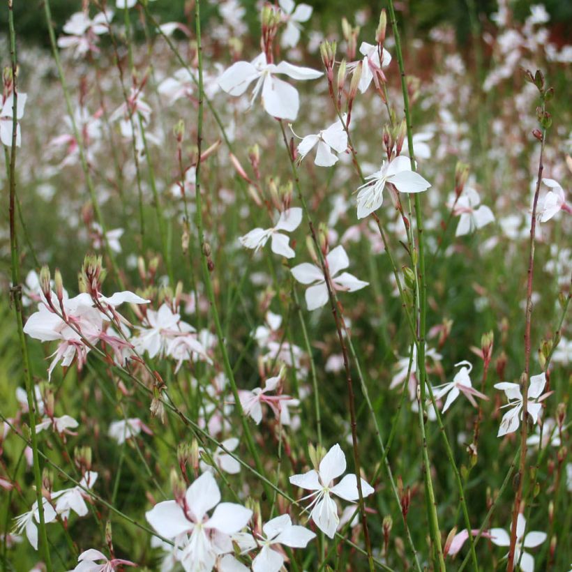 Prachtkerze White - Gaura lindheimeri (Blüte)