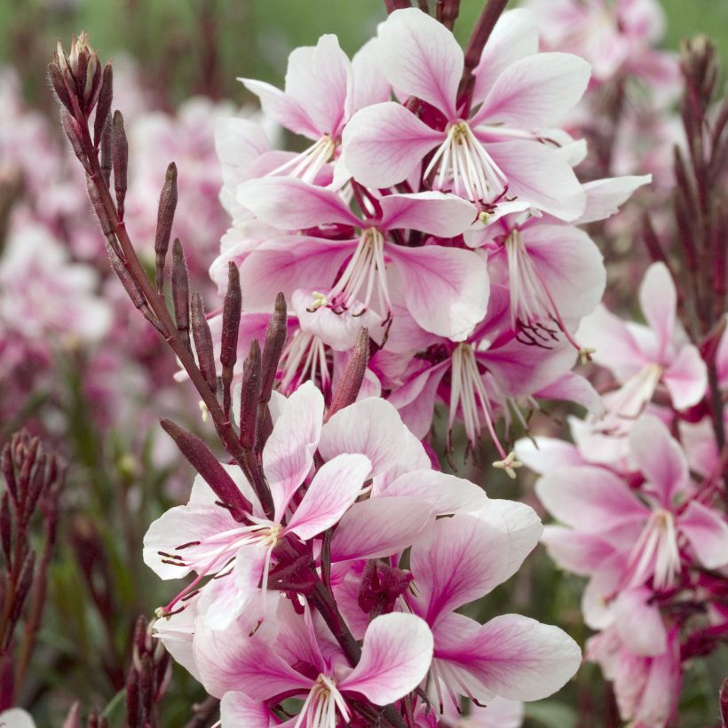 Prachtkerze Cherry Brandy - Gaura lindheimeri (Blüte)