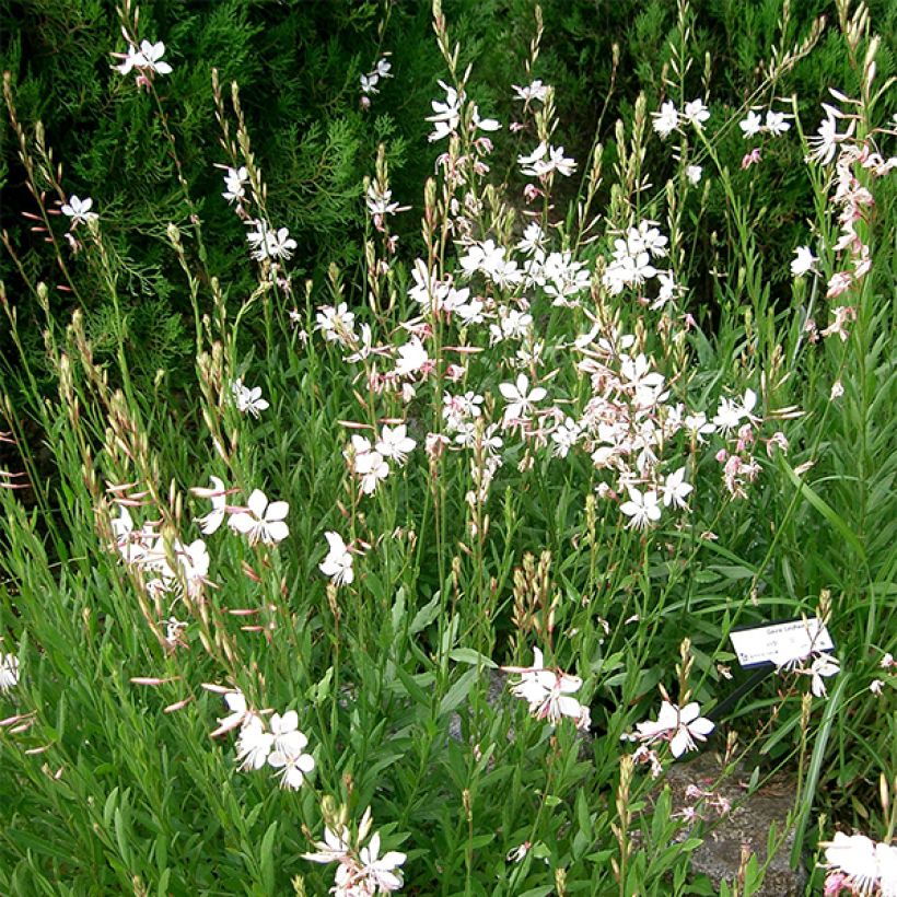 Prachtkerze Corrie s Gold - Gaura lindheimeri (Hafen)